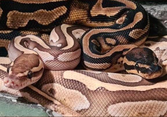 2 koningspython met terarium Ball Python - unknown for sale from Richard