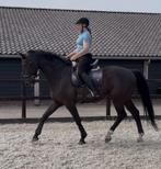 Paardrijlessen, zadelmak maken, doortrainen, Diensten en Vakmensen, Dieren | Paarden | Verzorging, Oppas en Les, Stalling of Weidegang