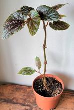 Begonia Benigo Pink., Ophalen, Overige soorten, Minder dan 100 cm