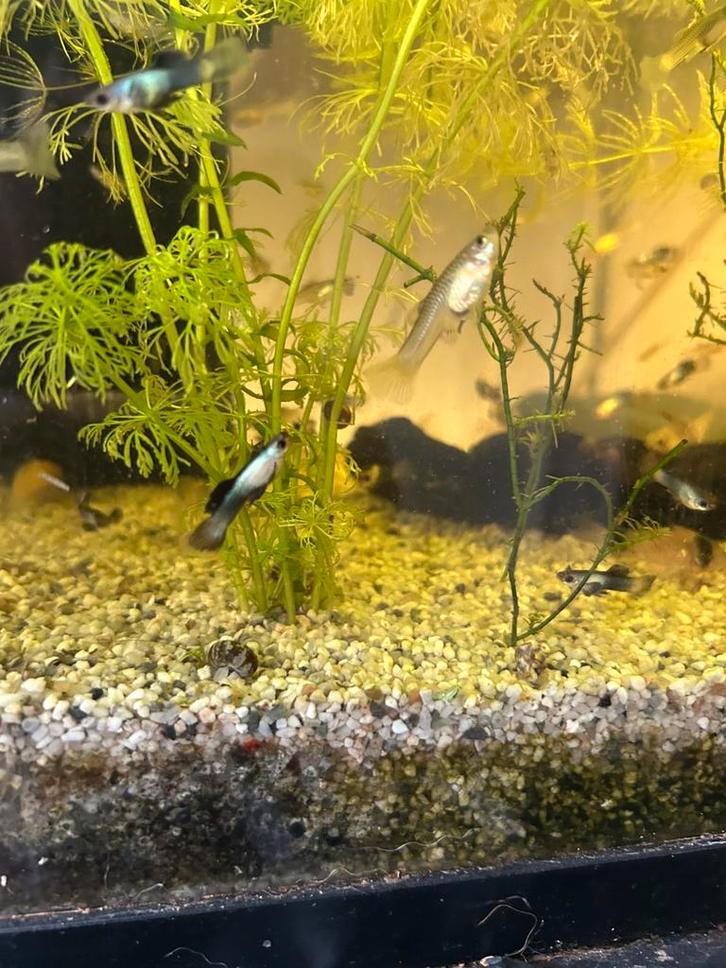 Panda guppen, Dieren en Toebehoren, Vissen | Aquariumvissen, Vis