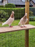 Almond postduiven duiven, Dieren en Toebehoren, Meerdere dieren, Postduif