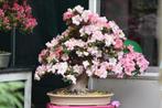 Azalea rhododendron bonsai hanazono reiho, Ophalen, Zomer, Volle zon