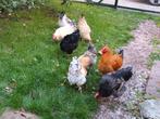 Jonge hanen , vader is orpington,  moeder australorp, Dieren en Toebehoren, Pluimvee, Mannelijk, Kip