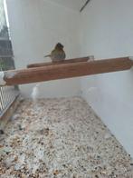 Cuba vink (pop), Dieren en Toebehoren, Vrouwelijk, Geringd