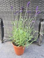 Lavendel Hidcote, Tuin en Terras, Planten | Tuinplanten, Overige soorten, Volle zon, Vaste plant, Ophalen of Verzenden