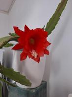 Mooie grote bladcactus., Ophalen, Cactus, Volle zon, Minder dan 100 cm