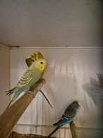 Grasparkieten, Meerdere dieren, Parkiet