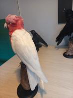 Recent opgezette rosé kakatoe, Ophalen, Nieuw, Vogel, Opgezet dier