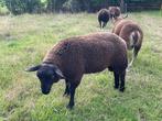 Beste blauwe swifter dekram, Dieren en Toebehoren, Schapen, Geiten en Varkens, Mannelijk, Schaap, 0 tot 2 jaar