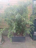 Bamboe, mooi groen blijvend, Tuin en Terras, Bamboe, Struik, Ophalen, 100 tot 250 cm