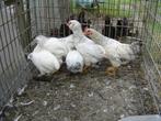 wyandottecolumbia zwart, Meerdere dieren, Kip