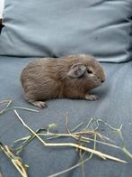 Verschillende cavia jonge zeugjes, Dieren en Toebehoren, Knaagdieren, Juni, Vrouwelijk, Cavia