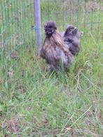 koppeltje zijdehoenders, Dieren en Toebehoren, Pluimvee, Meerdere dieren, Kip