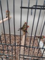 Binsenastrilde, Dieren en Toebehoren, Vogels | Overige Vogels, Meerdere dieren