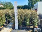 Elaeagnus compacta 120/130cm €15,95, Ophalen, Overige soorten, 100 tot 250 cm