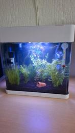 Jonge endler guppen, Dieren en Toebehoren, Vissen | Aquariumvissen, Vis, Zoetwatervis