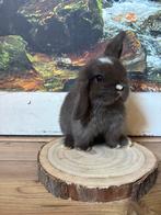Knap minilop rammetje choco vm 💙, Mannelijk, Dwerg