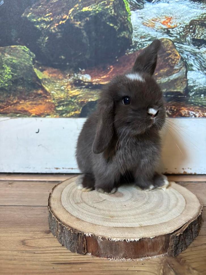Knap minilop rammetje choco vm 💙, Dieren en Toebehoren, Konijnen, Dwerg, Mannelijk