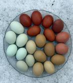 Broedeieren kleurleggers marans araucana olijf of groen, Geslacht onbekend, Kip