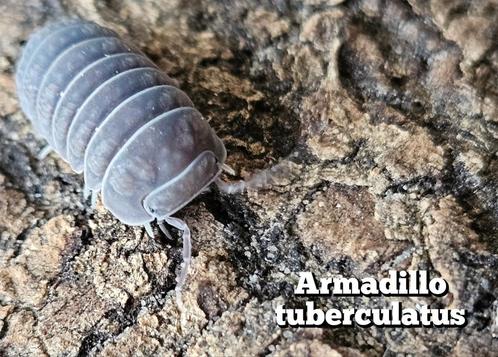 Armadillo tuberculatus, Dieren en Toebehoren, Insecten en Spinnen, Overige soorten