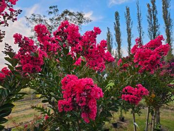 Lagerstroemia indica Enduring Red / 120 cm stam / nieuw ‼️‼️ beschikbaar voor biedingen