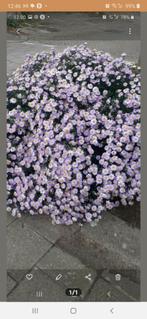 HERFST ASTER "LADY IN BLUE" VASTE PLANT, Ophalen of Verzenden, Zomer, Siergrassen