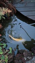 Twee Koi Karper en Een goudvis. Gratis ophalen!, Dieren en Toebehoren, Vissen | Vijvervissen, Karper of Koi