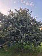 Appeltaart appels of appelmoes, Ophalen of Verzenden