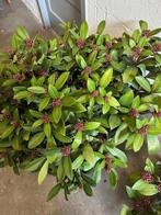 Skimmia te koop, Vaste plant, Halfschaduw, Lente, Ophalen