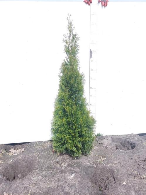 Thuja Smaragd 60-140 cm, Tuin en Terras, Planten | Struiken en Hagen, Haag, Conifeer, Ophalen