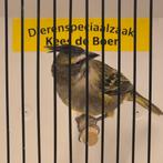 Groene kardinaal pop, Vrouwelijk, Geringd