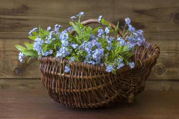 10 x vergeet me nietjes. beschikbaar voor biedingen