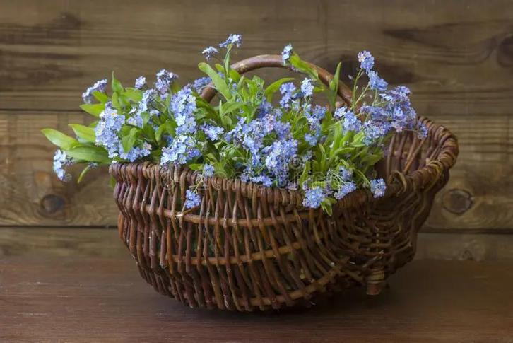 10 x vergeet me nietjes., Tuin en Terras, Planten | Tuinplanten, Halfschaduw, Ophalen