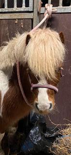 Super knappe Shetlander ruin, Dieren en Toebehoren, Paarden, Minder dan 160 cm, Ruin, 3 tot 6 jaar, Gechipt