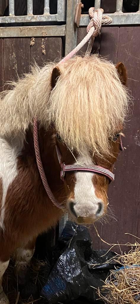 Super knappe Shetlander ruin, Dieren en Toebehoren, Paarden, Ruin, Onbeleerd, Minder dan 160 cm, 3 tot 6 jaar, Recreatiepaard