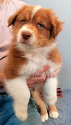 Australian Shepherd pups met stamboom uit kampioenslijn, Dieren en Toebehoren, 8 tot 15 weken, Meerdere, Meerdere dieren, Herder