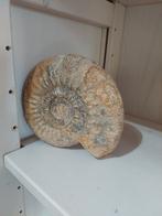 Mooie grote ammoniet fossiel, Ophalen of Verzenden, Fossiel