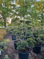 Ilex bonsai, Ophalen