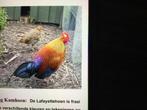 Pluimvee, Dieren en Toebehoren, Meerdere dieren, Kip