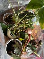 Gratis planten, Huis en Inrichting, Ophalen of Verzenden, Halfschaduw, Minder dan 100 cm