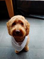 Labra doodle reu, Dieren en Toebehoren, Honden | Retrievers, Spaniëls en Waterhonden, Rabiës (hondsdolheid), 1 tot 2 jaar, Eén hond