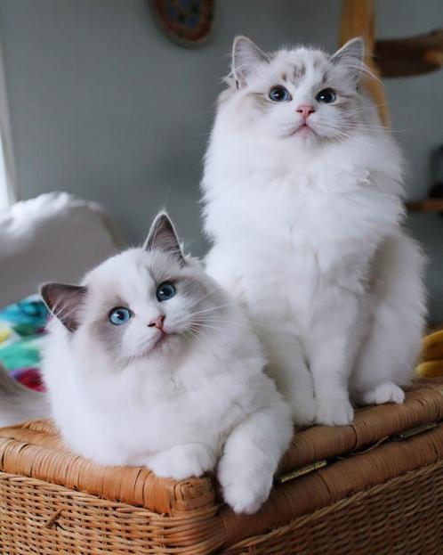 Ragdoll Kitten Blue Bicolor en Lynx Show/Breed Fokker, Dieren en Toebehoren, Katten en Kittens | Raskatten | Langhaar, Poes, Met stamboom