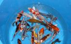 HQ Import koi 15 / 18 cm bij Koidream in Valburg, Dieren en Toebehoren, Vissen | Vijvervissen, Karper of Koi