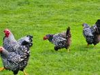 Wyandotte gepareld kriel 3 hennen plus 1 haan, Dieren en Toebehoren, Pluimvee, Meerdere dieren, Kip
