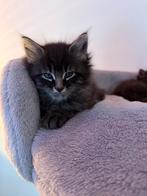 Main Coon kittens, Dieren en Toebehoren, Katten en Kittens | Raskatten | Langhaar, Meerdere dieren, Gechipt, 0 tot 2 jaar