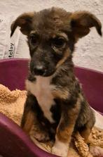 Stich zoekt baasje., Dieren en Toebehoren, Honden | Niet-rashonden, Particulier, Rabiës (hondsdolheid), 15 weken tot 1 jaar, Reu