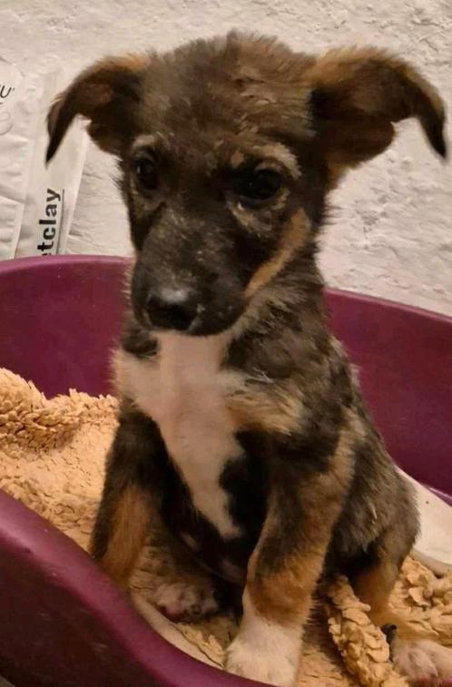 Stich zoekt baasje., Dieren en Toebehoren, Honden | Niet-rashonden, Klein, Reu, Particulier, Eén hond, Buitenland, 15 weken tot 1 jaar
