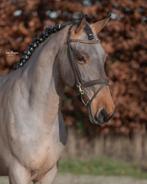 Zeer gave en unieke E pony met roan kleur!️, Dieren en Toebehoren, Pony's, B, Gechipt, Dressuurpony, 7 tot 10 jaar