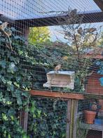 Kleine putter bruin, Dieren en Toebehoren, Vogels | Overige Vogels, Meerdere dieren, Wildzangvogel
