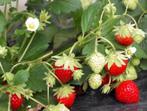 Aardbeien planten (Hollandse aardbeien), Ophalen, Vaste plant, Halfschaduw, Zomer